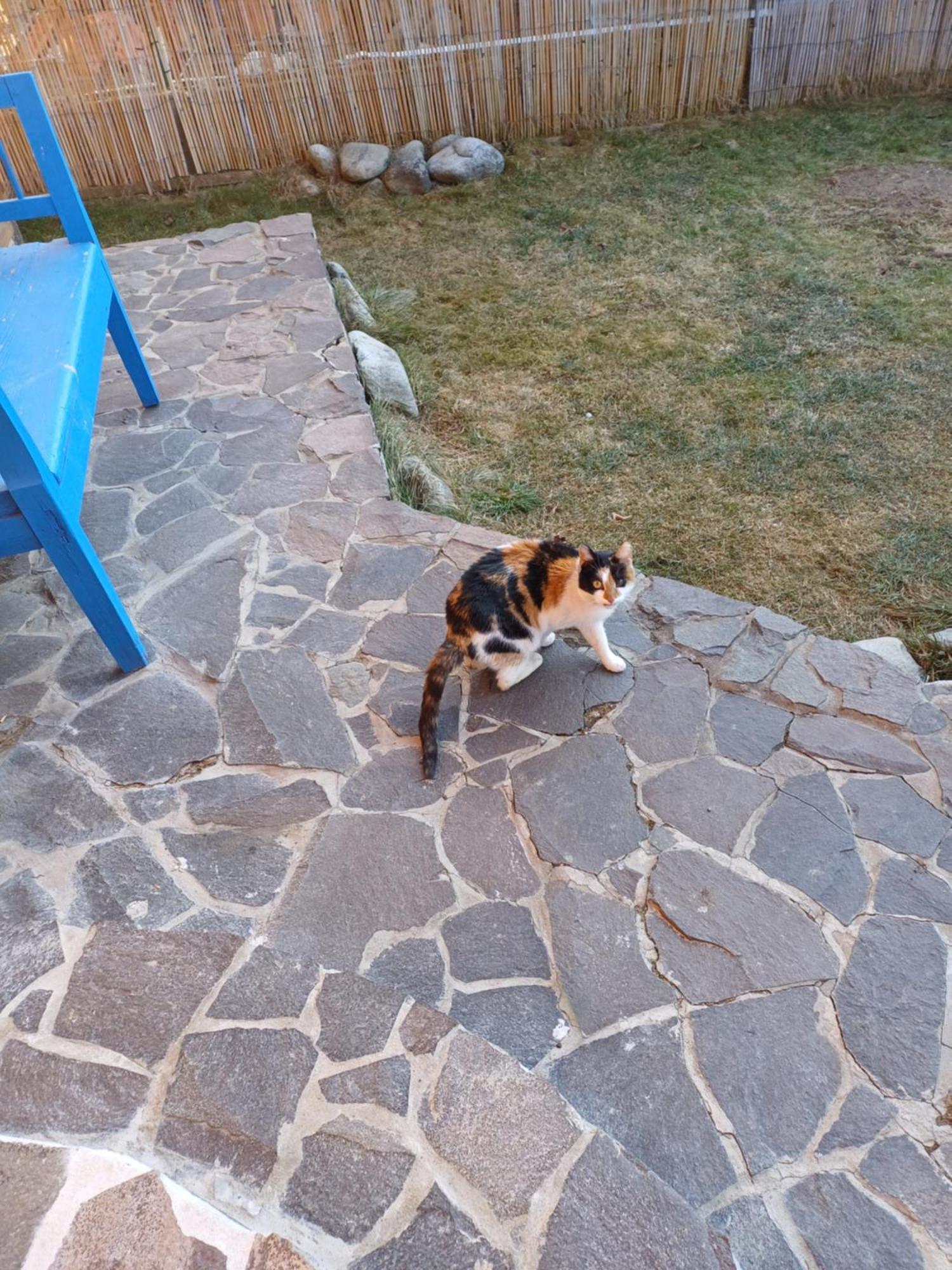Drevenica Zapadne Tatry S Kupacou Kadou A Krbom Lejlighed Žiar Eksteriør billede